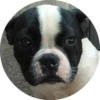 Dogs 27