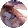 Dogs 28