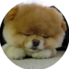 Dogs 29