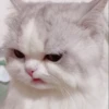 cat by han 28