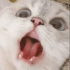 cat by han 29