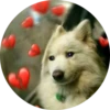 Dogs 30