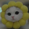 cutie cat 5