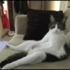 meme kucing 5