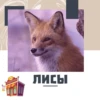 CTUKEPHAR
лисы