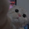 cutie cat 6