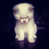 meme kucing 6