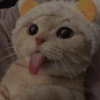 cutie cat 7