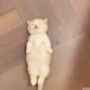 Kittenaku 5