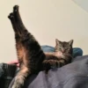 meme kucing 7