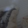 cutie cat 8