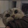 cutie cat 9