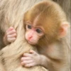 hena_monkey 6