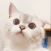 Meow's stickers 7