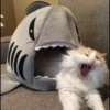 meme kucing 11