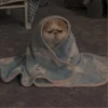 cutie cat 10