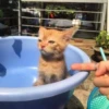 Kittenaku 6