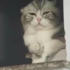 Kittenaku 7