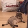 Kittenaku 8