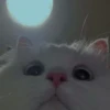 cutie cat 11