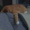 cutie cat 12