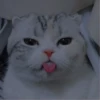 cutie cat 13