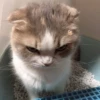 Kittenaku 9