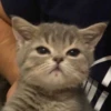 Kittenaku 10