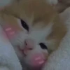 cutie cat 14