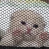 Kittenaku 11