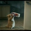 meme kucing 14