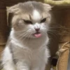 Kittenaku 12