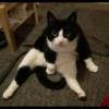 meme kucing 15