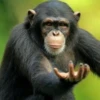 hena_monkey 12