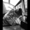 Bestie 12