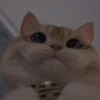 cutie cat 15