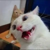meme kucing 17