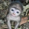 hena_monkey 13