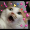 Meow's stickers 12