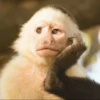 hena_monkey 14