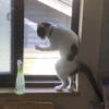 Kittenaku 15
