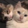 Kittenaku 16