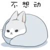 不 泡动