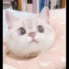 Meow's stickers 14