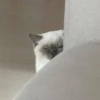 Kittenaku 17