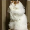 meme kucing 20