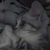 cutie cat 17