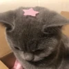 Kittenaku 18