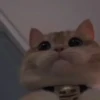 cutie cat 18
