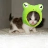 Meow's stickers 15